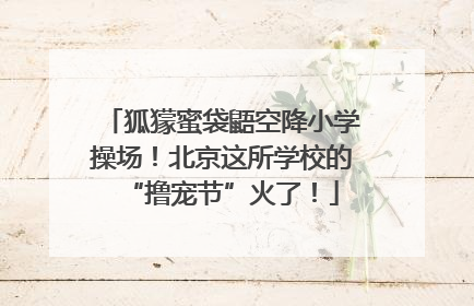 狐獴蜜袋鼯空降小学操场！北京这所学校的“撸宠节”火了！