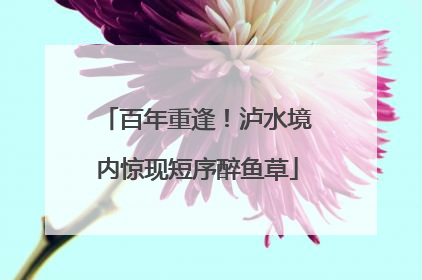 百年重逢！泸水境内惊现短序醉鱼草