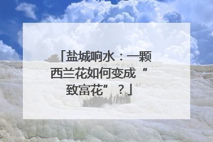 盐城响水：一颗西兰花如何变成“致富花”？