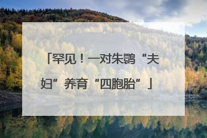 罕见！一对朱鹮“夫妇”养育“四胞胎”