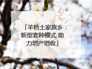 羊桥土家族乡：新型套种模式 助力增产增收