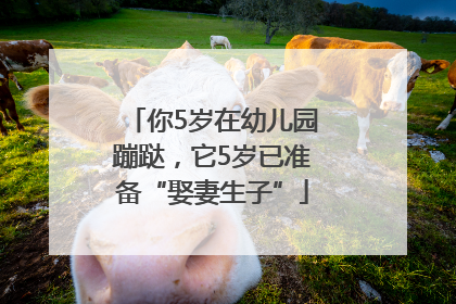 你5岁在幼儿园蹦跶，它5岁已准备“娶妻生子”