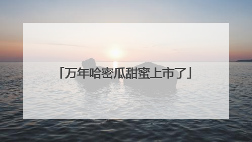 万年哈密瓜甜蜜上市了