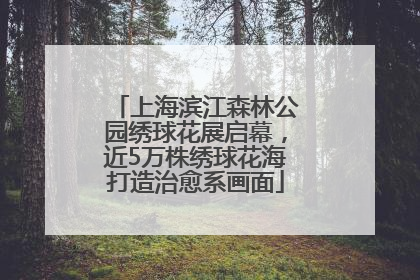 上海滨江森林公园绣球花展启幕，近5万株绣球花海打造治愈系画面