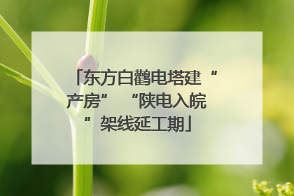 东方白鹳电塔建“产房” “陕电入皖”架线延工期