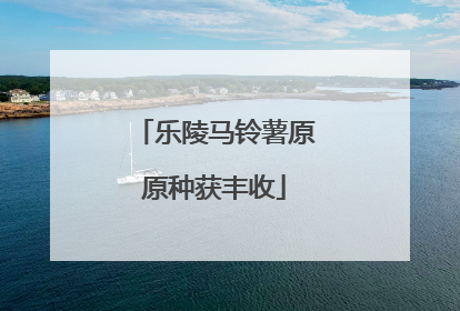 乐陵马铃薯原原种获丰收