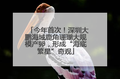 今年首次！深圳大鹏海域鹿角珊瑚大规模产卵，形成“海底繁星”奇观