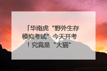 华南虎“野外生存模拟考试”今天开考！究竟是“大猫” 还是顶级猎食者？