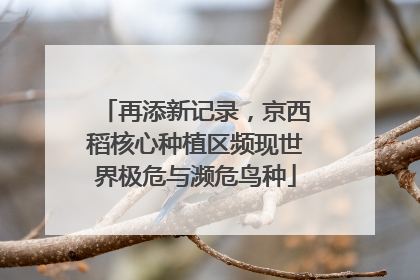 再添新记录，京西稻核心种植区频现世界极危与濒危鸟种