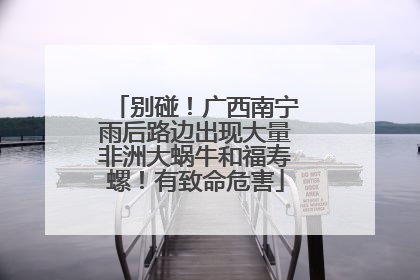 别碰！广西南宁雨后路边出现大量非洲大蜗牛和福寿螺！有致命危害