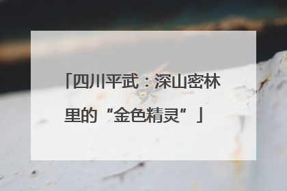 四川平武：深山密林里的“金色精灵”