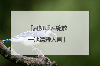 夏初睡莲绽放 一池清雅入画