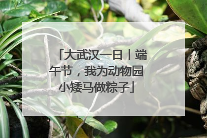 大武汉一日丨端午节，我为动物园小矮马做粽子