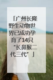 广州长隆野生动物世界已成功孕育了14只“长鼻猴二代三代”
