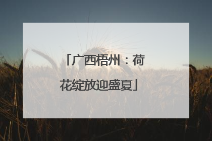 广西梧州：荷花绽放迎盛夏