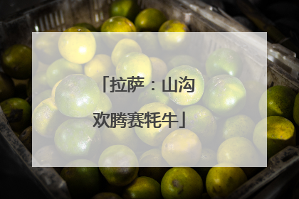拉萨：山沟欢腾赛牦牛