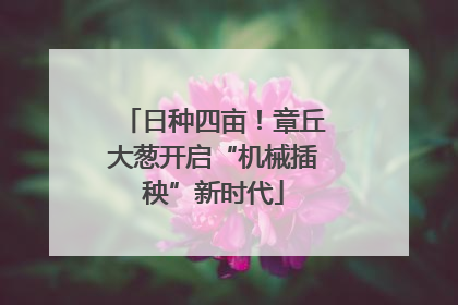 日种四亩！章丘大葱开启“机械插秧”新时代