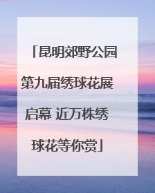 昆明郊野公园第九届绣球花展启幕 近万株绣球花等你赏