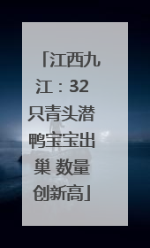 江西九江：32只青头潜鸭宝宝出巢 数量创新高