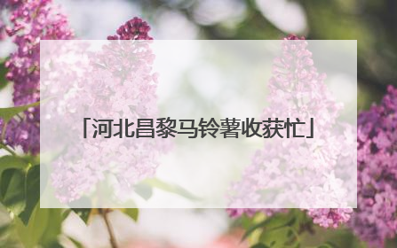 河北昌黎马铃薯收获忙