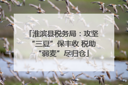 淮滨县税务局：攻坚“三夏”保丰收 税助“弱麦”尽归仓