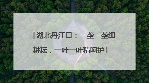 湖北丹江口：一垄一垄细耕耘，一叶一叶精呵护