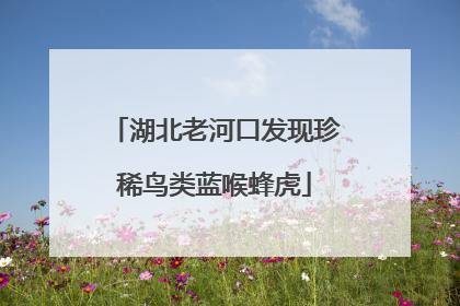 湖北老河口发现珍稀鸟类蓝喉蜂虎