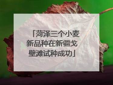 菏泽三个小麦新品种在新疆戈壁滩试种成功