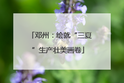 邓州：绘就“三夏”生产壮美画卷