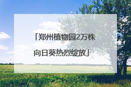 郑州植物园2万株向日葵热烈绽放