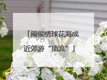闽侯绣球花海成近郊游“顶流”