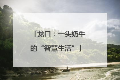 龙口：一头奶牛的“智慧生活”