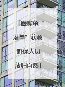 鹰嘴龟“落单”获救 野保人员放归自然