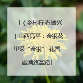 （乡村行·看振兴）山西高平：金银花里采“金银” 花香溢满致富路